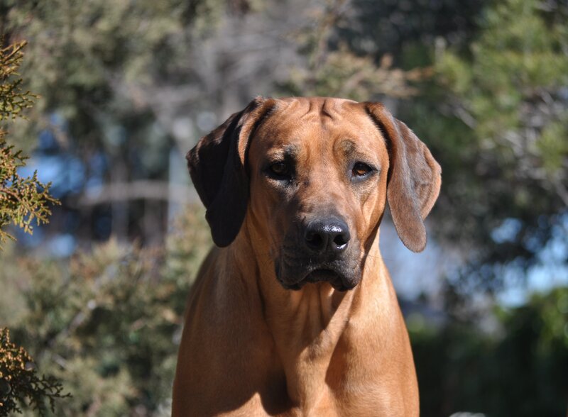 Rhodesian Ridgeback Dog — Brown