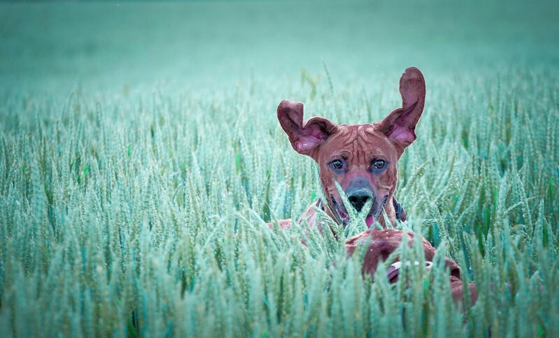 Rhodesian Ridgeback Dog — Green, Calm