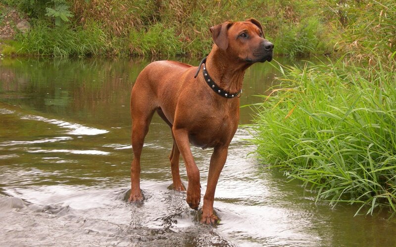 Rhodesian Ridgeback Dog