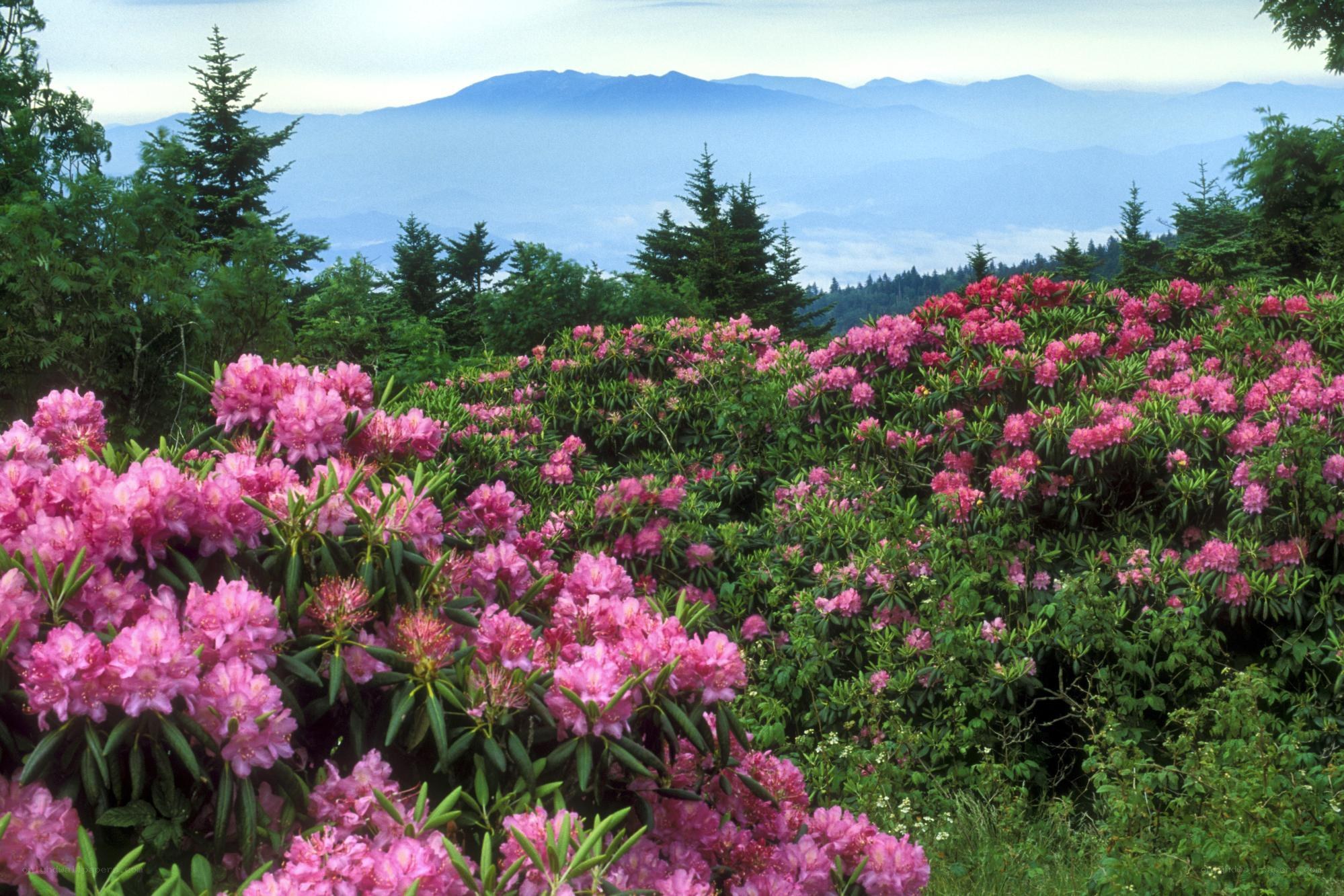 Rhododendron bloom in mountains
