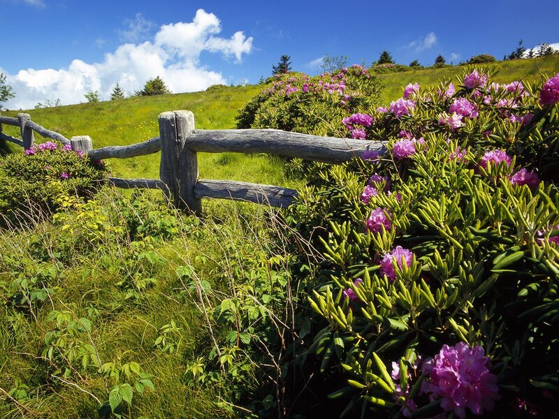 Rhododendron blooms on a sunny hillside