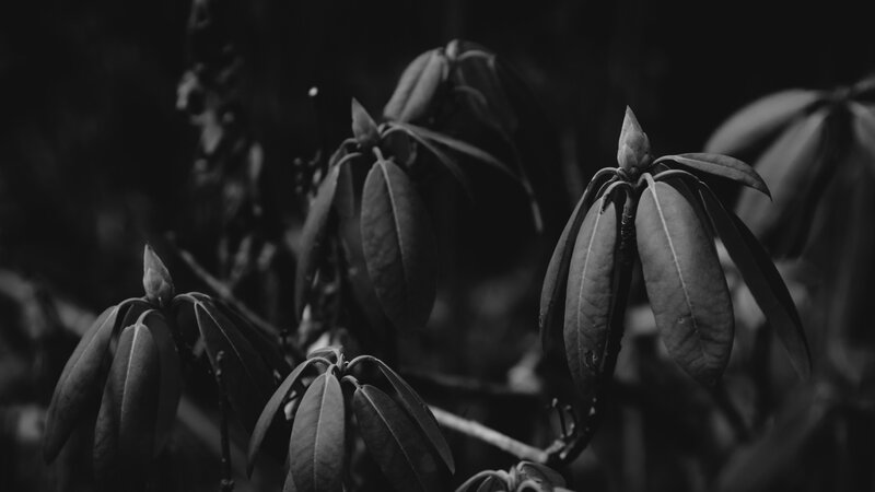 Rhododendron Buds and Leaves