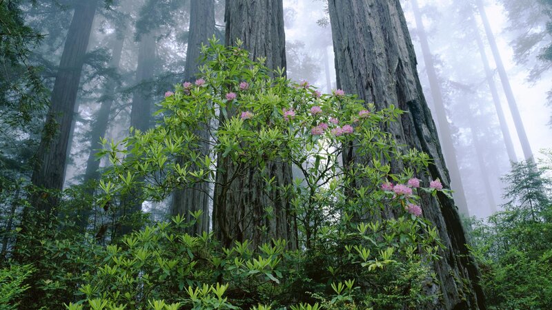 Rhododendron Bush in Forest — Green, Misty, Morning, Photograph, Trees