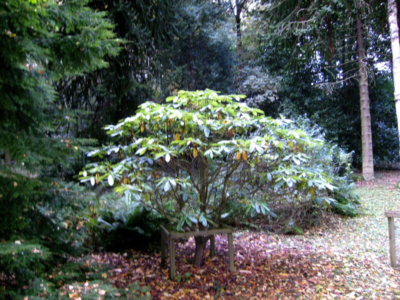 Rhododendron Bush in Forest — Green, Serene, Autumn