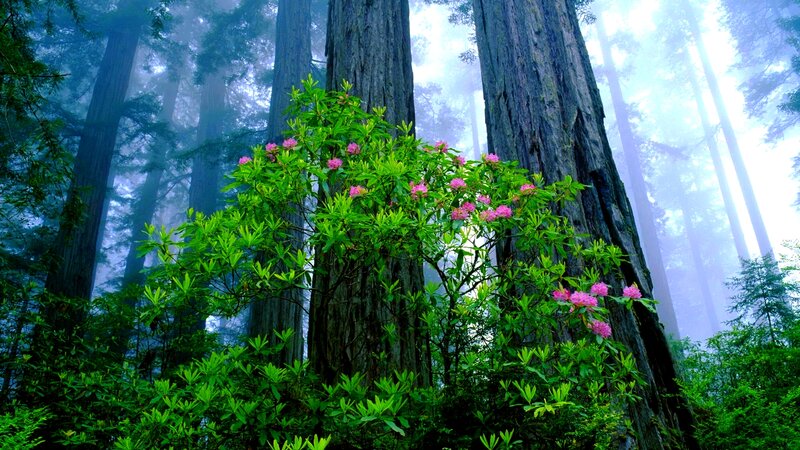 Rhododendron Bush in Forest — Green, Serene