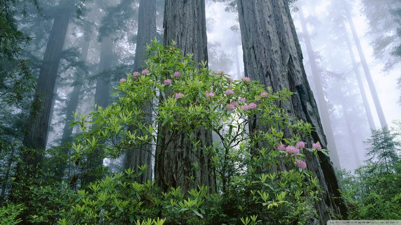 Rhododendron Bush in Forest — Green