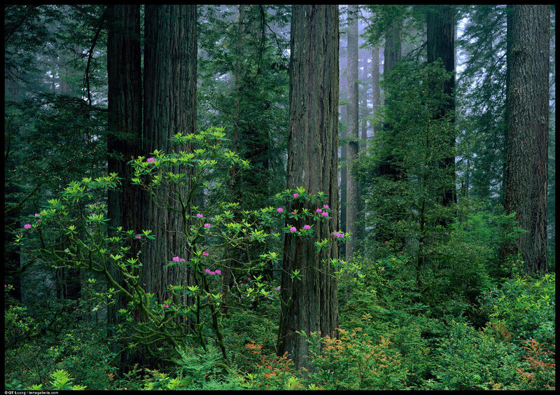 Rhododendron Bush in Forest
