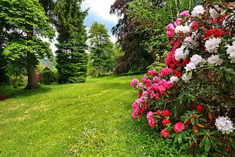 Rhododendron Bush in Garden