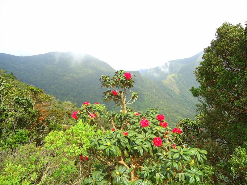 Rhododendron Bush in Mountains
