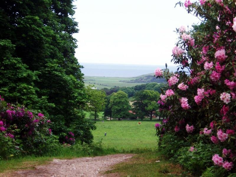 Rhododendron Bushes and Field