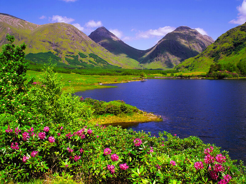Rhododendron Bushes by Lake