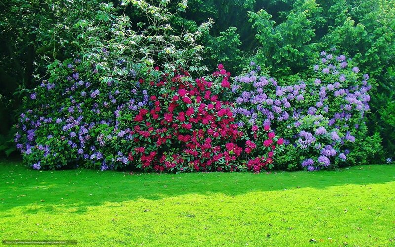Rhododendron Bushes — Green, Serene