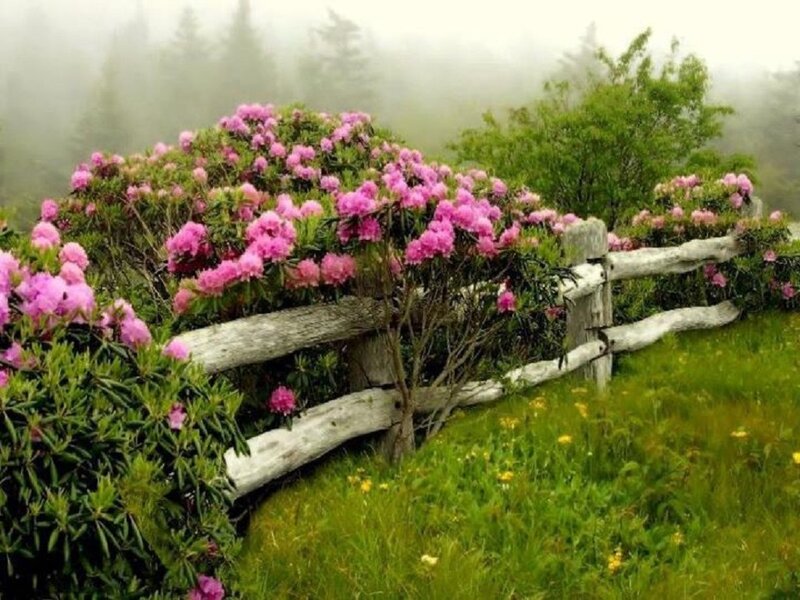 Rhododendron Bushes — Green