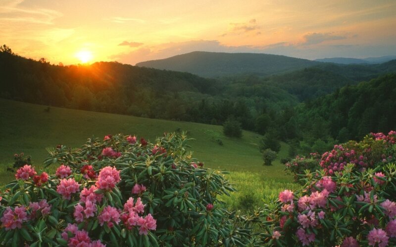 Rhododendron Bushes in Field — Green, Serene, Sunset, Photograph