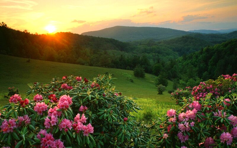 Rhododendron Bushes in Field — Green