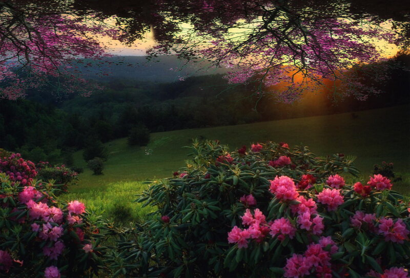 Rhododendron Bushes in Field — Pink, Serene, Sunset, Photograph, Flowers, Trees