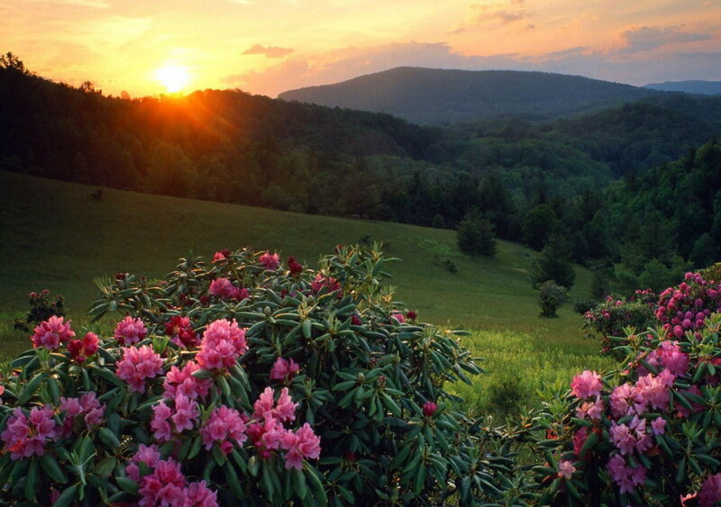 Rhododendron Bushes in Field — Pink, Serene
