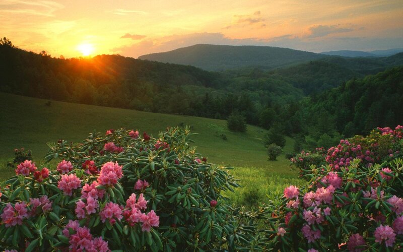 Rhododendron Bushes in Field — Pink