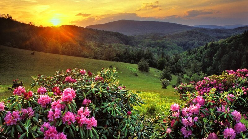 Rhododendron Bushes in Field