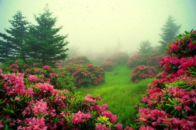 Rhododendron Bushes in Fog