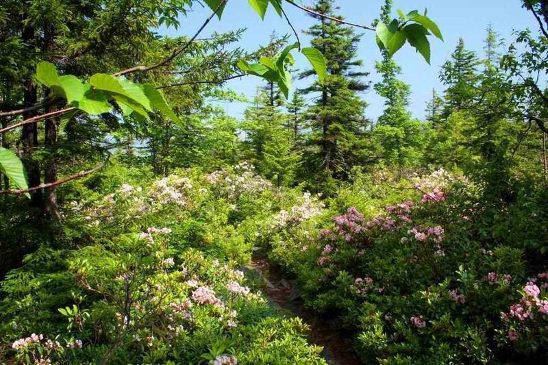Rhododendron Bushes in Forest — Green, Serene