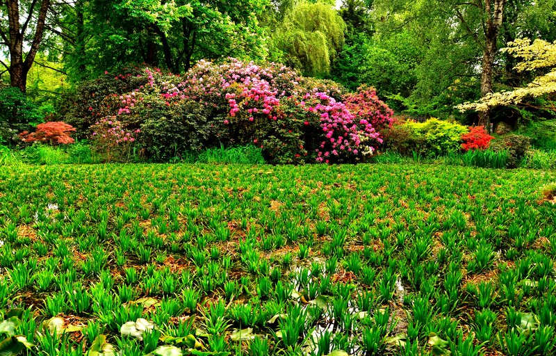 Rhododendron Bushes in Garden