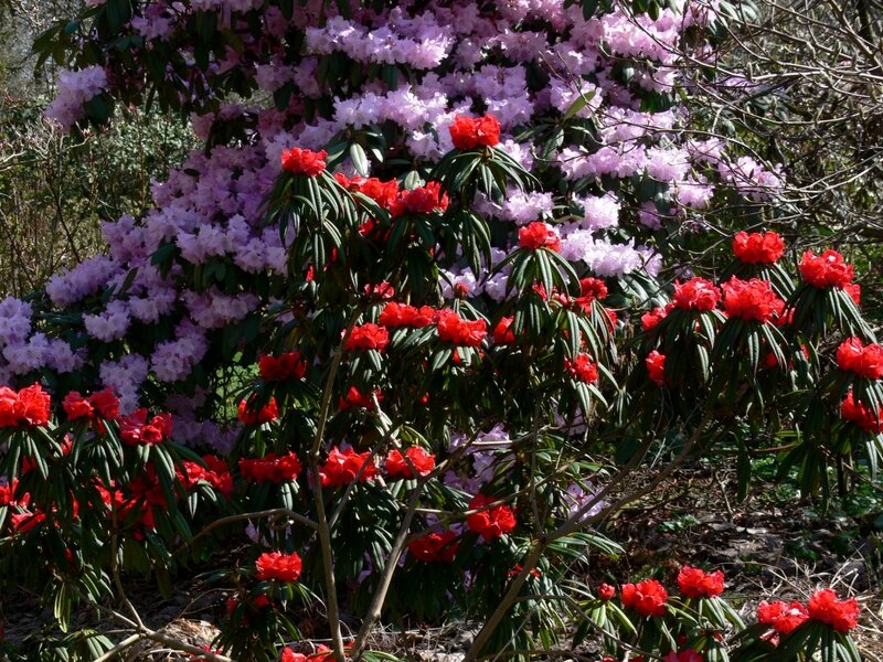 Rhododendron Bushes — Red