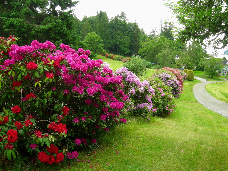 Rhododendron Bushes