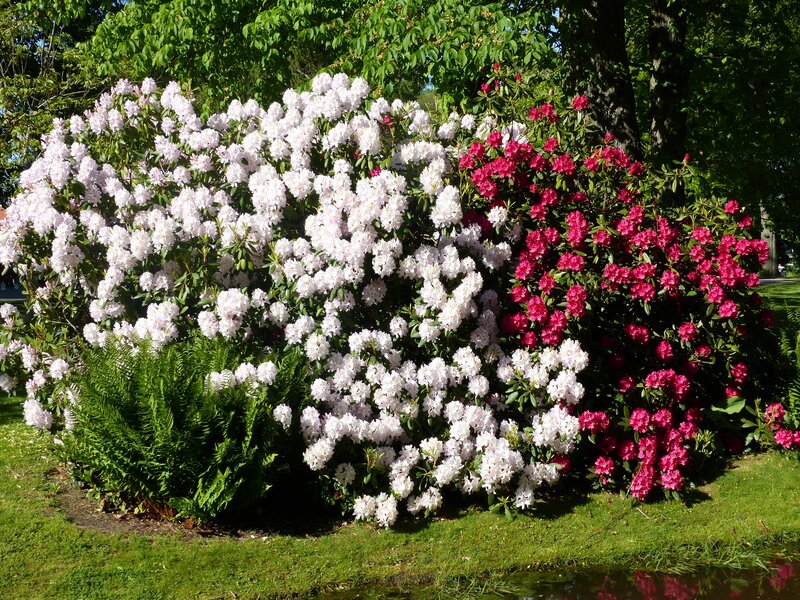 Rhododendron Bushes — White