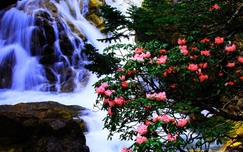 Rhododendron by Waterfall