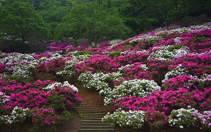 Rhododendron Flower Garden