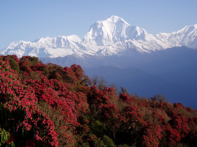 Rhododendron Flowers and Mountain