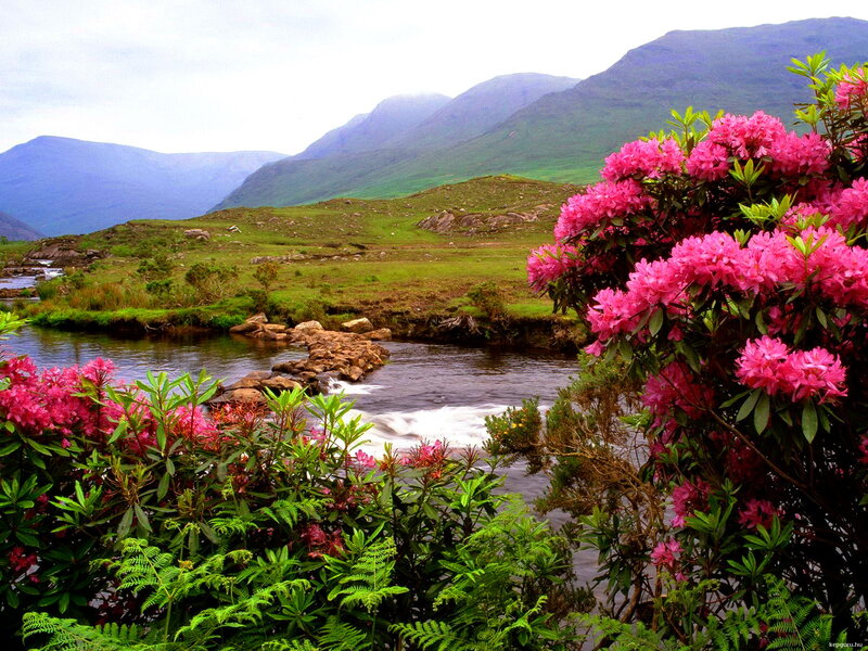Rhododendron Flowers by River — Pink