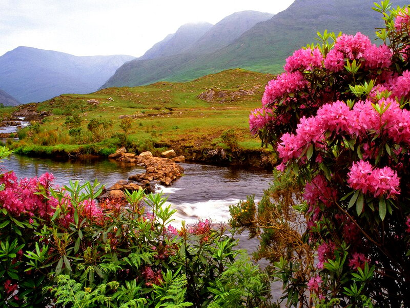 Rhododendron Flowers by River