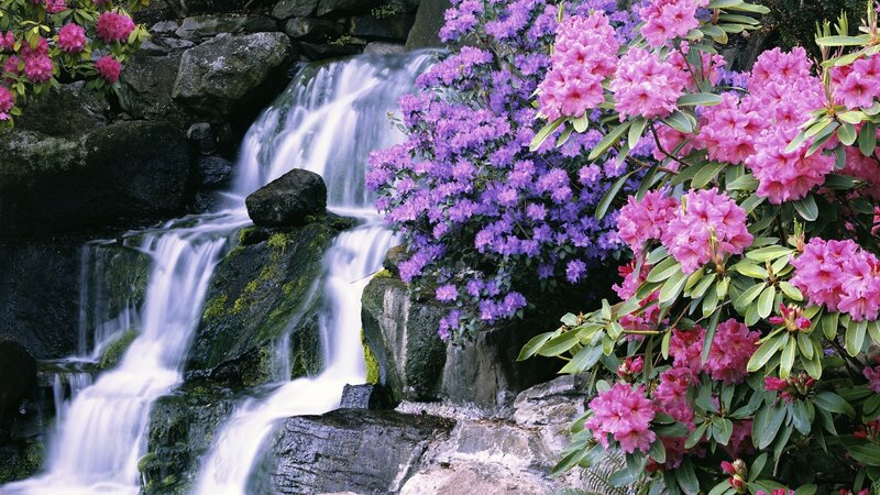 Rhododendron Flowers by Waterfall — Pink, Serene