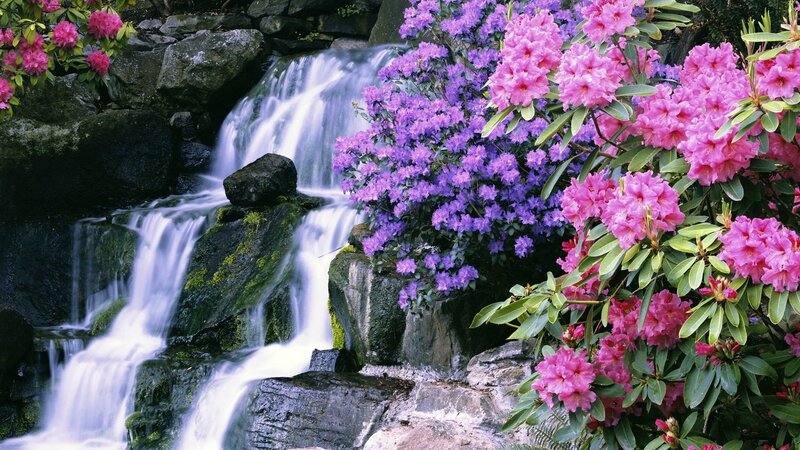 Rhododendron Flowers by Waterfall — Pink