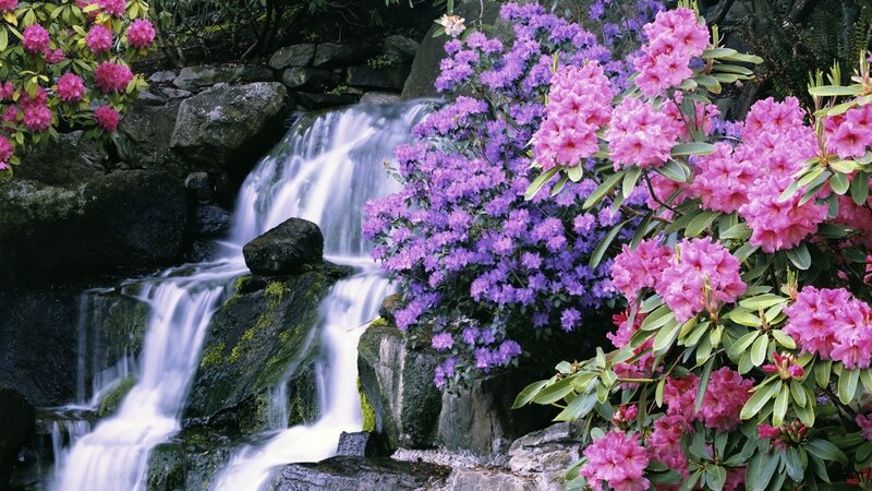 Rhododendron Flowers by Waterfall — Purple