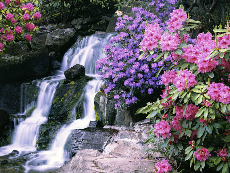 Rhododendron Flowers by Waterfall