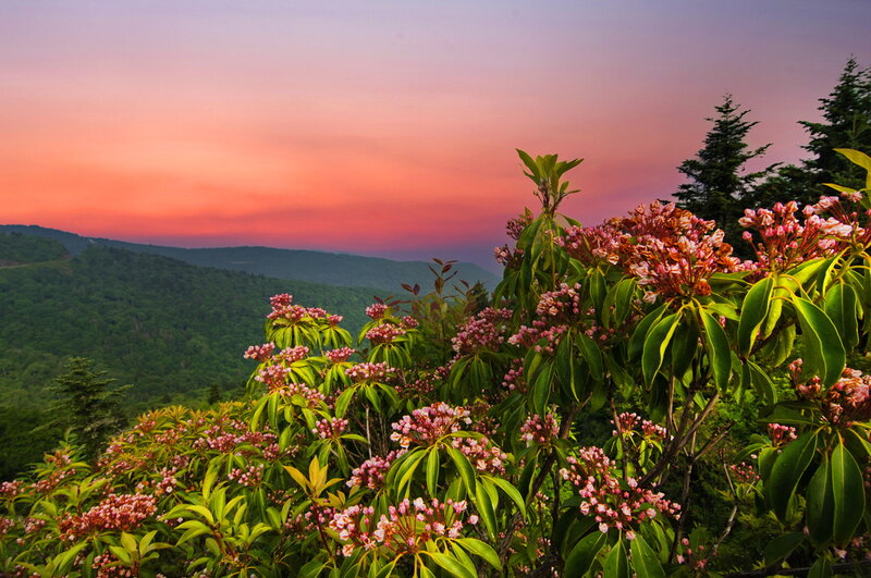 Rhododendron Flowers — Green