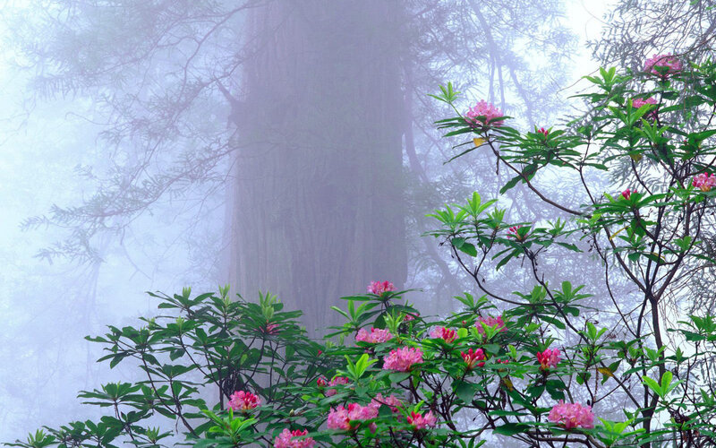Rhododendron Flowers in Forest