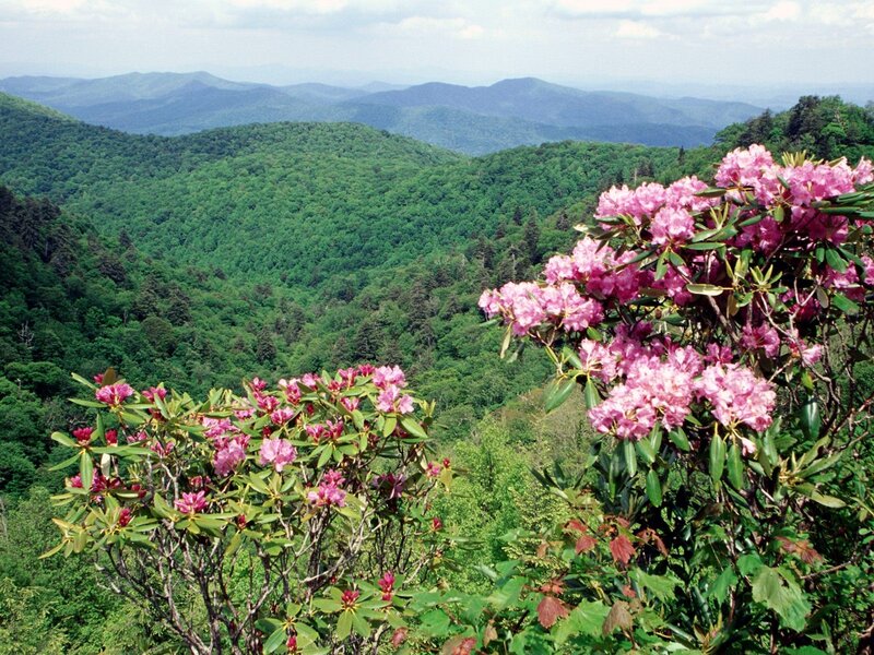 Rhododendron Flowers in Mountains