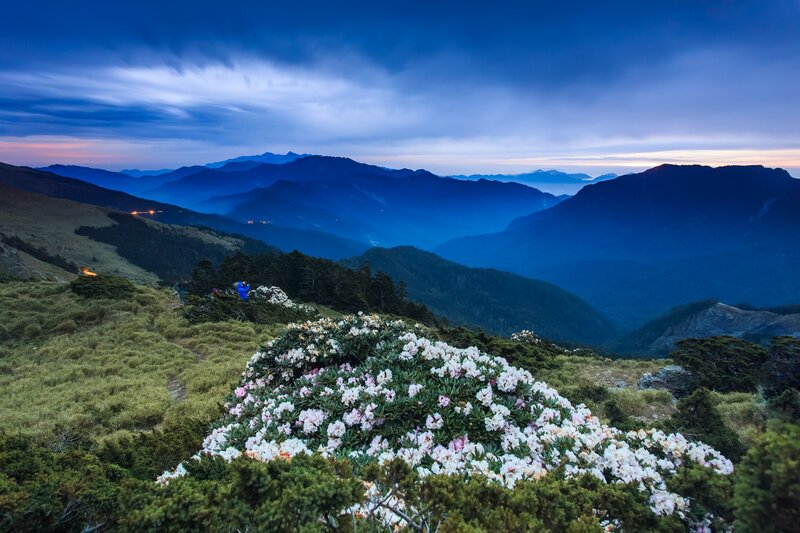 Rhododendron Flowers on Mountain — Blue, Serene, Dusk