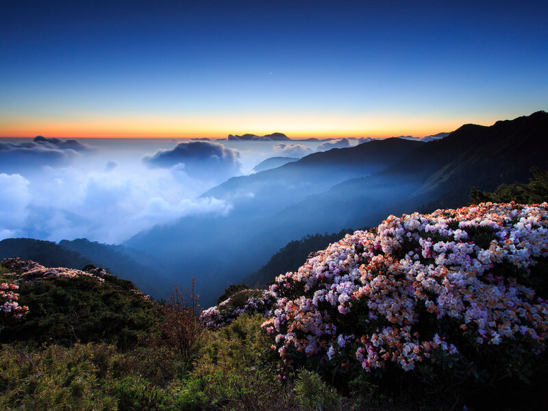 Rhododendron Flowers on Mountain — Blue, Serene