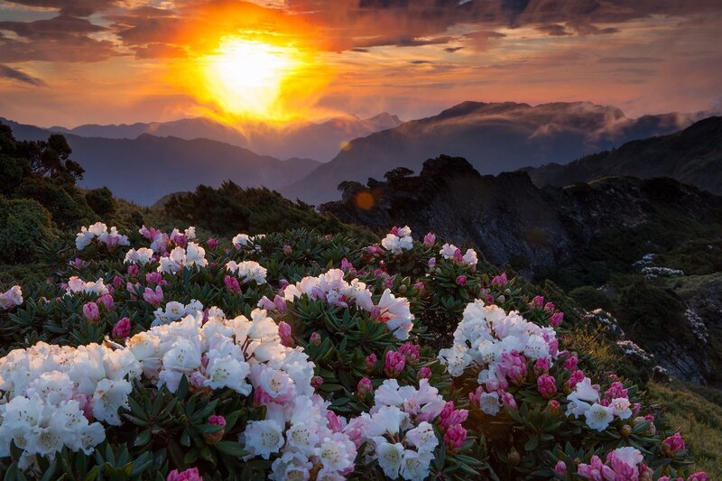Rhododendron Flowers on Mountain — Orange, Dramatic