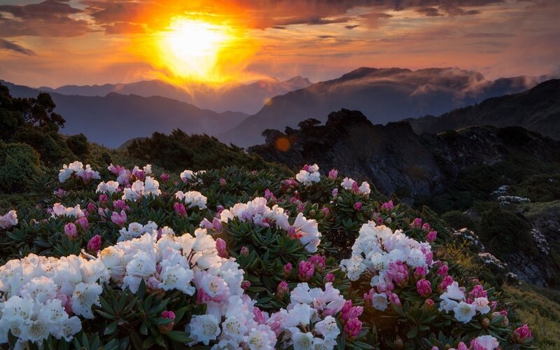 Rhododendron Flowers on Mountain — Orange, Serene