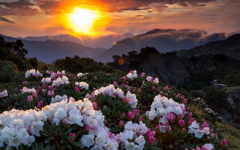 Rhododendron Flowers on Mountain — Orange
