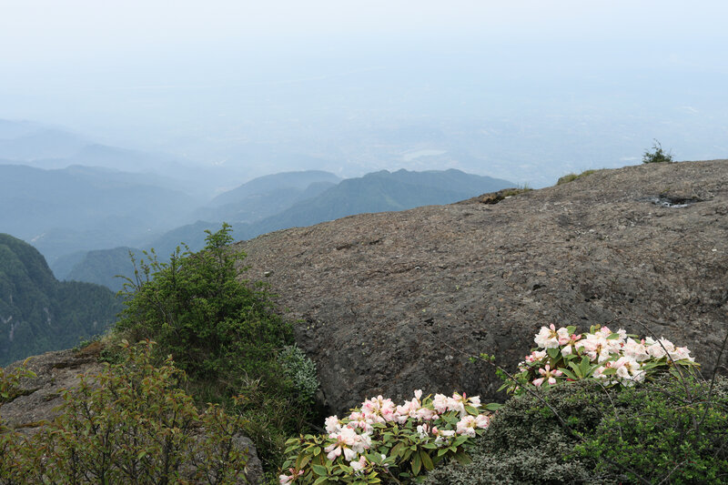 Rhododendron Flowers on Rock