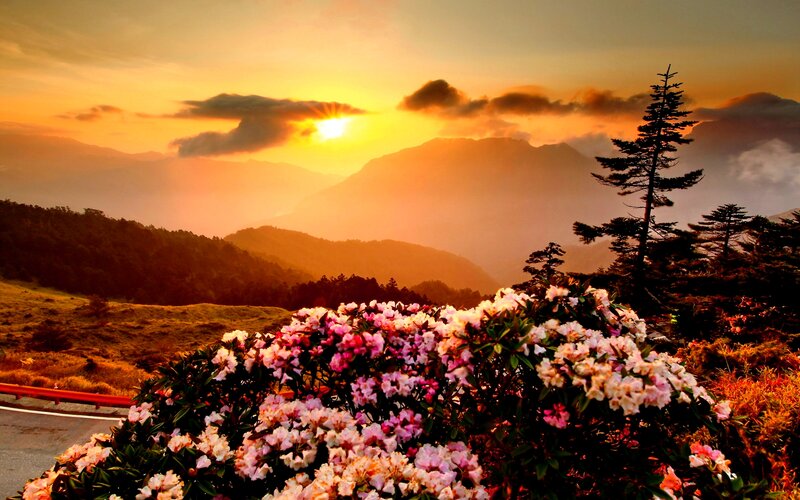 Rhododendron Flowers — Orange