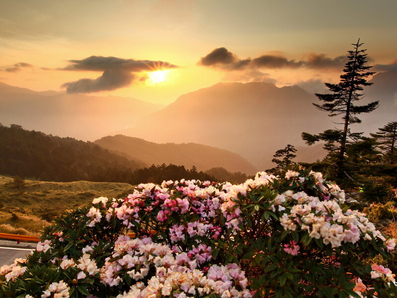 Rhododendron Flowers — Pink, Serene