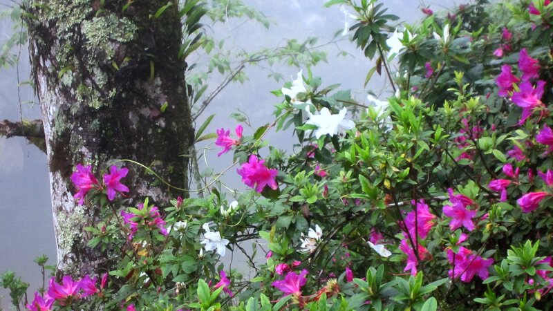 Rhododendron Flowers — Pink